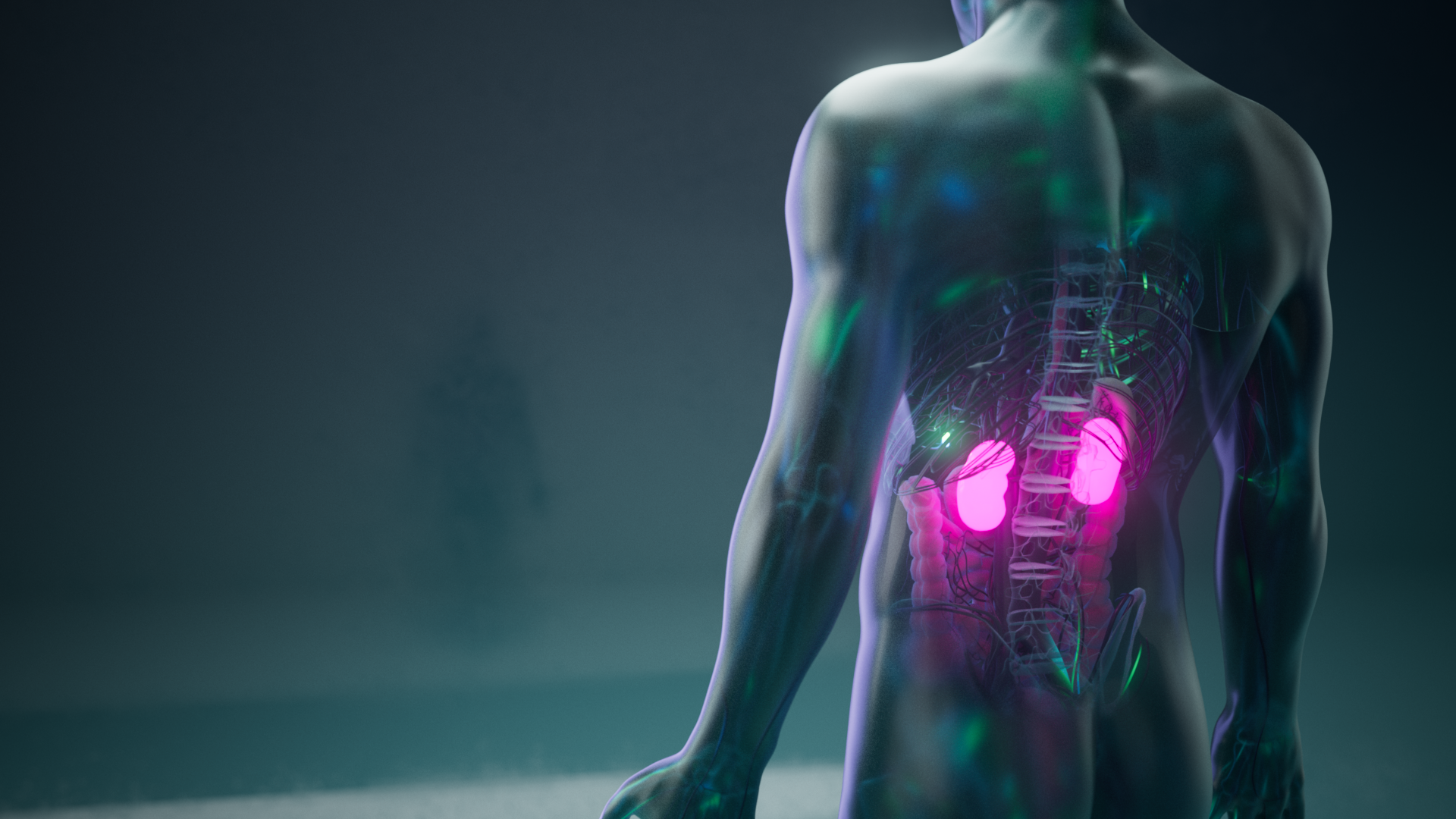3d animation of Transparent body where kidneys are fluorescent pink.png